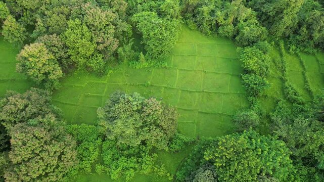 green paddy to mango trees drone ariel 