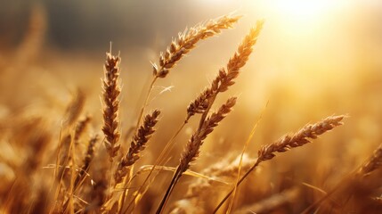 Obraz premium Golden Wheat Field at Sunset Creating a Warm and Serene Atmosphere