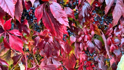 Gordijnen Bordeaux Macro photo of decorative grass with dew drops. Natural plant texture and abstract pattern.  © Hanna K.