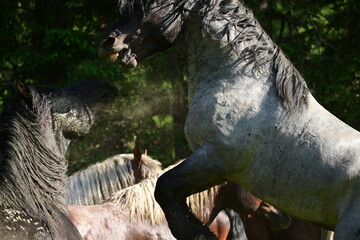 Zwei graue Kaltbluthengste kämpfen spielerisch am Waldrand