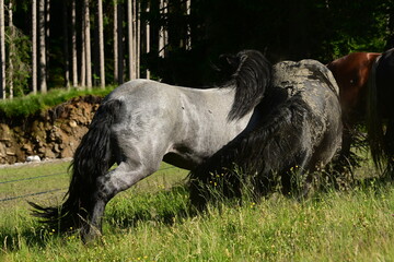 Zwei graue Kaltbluthengste kämpfen spielerisch am Waldrand