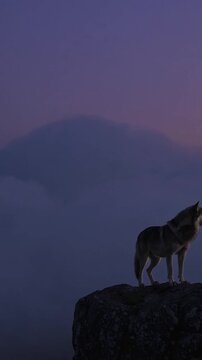 Loup solitaire sur un rocher au cr&eacute;puscule