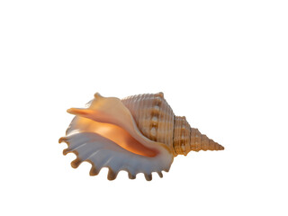 Obraz premium Conch shell with iridescent interior isolated on black background showcasing its natural beauty