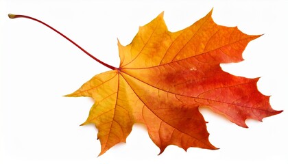 Fototapeta premium Autumn Maple Leaf Isolated On White Background Png Transparent File Type With High Definition Quality And Vibrant Color Grading Available