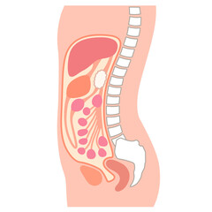 健康な腹部の断面