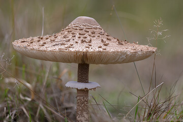 mushroom in the grass