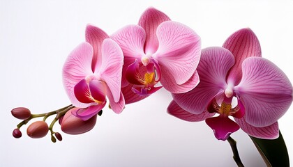 Obraz premium Rosy Orchid Isolated On White Background