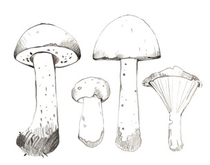 vector illustration of mushrooms