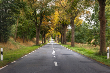 Obraz premium Autumn alley along a country road. Road under canopies.