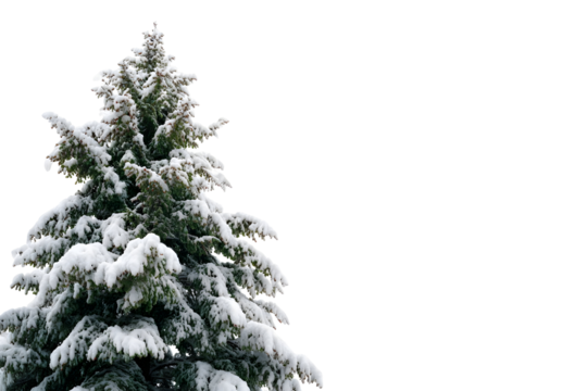 Snow-covered fir tree against black background for winter and holiday decoration