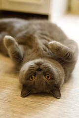 British Shorthair cat lying on the wooden floor