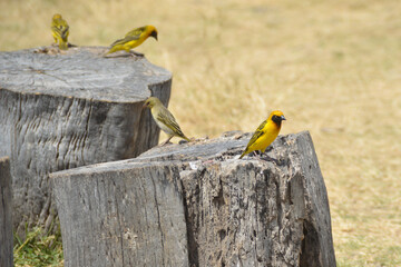 Africa, Tanzania, Ngorongoro, speke's weavers on stumps