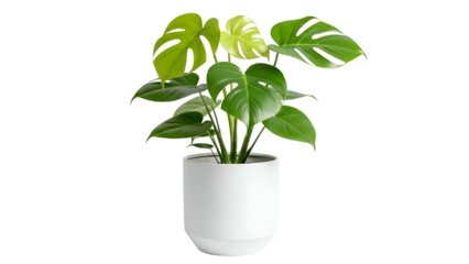 Green Monstera Plant in White Pot on Transparent Background