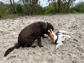 Estonian hound and labrador dogs are playing and rolling in the sand