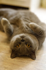 British Shorthair cat lying on the wooden floor