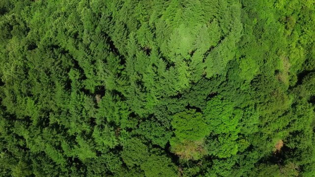 Wide orbiting shot of the bright green forested hill with a dense overstory of the famous Ardennes forest on the border with Belgium, France and Germany