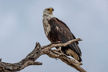 South Africa, Kruger National Park, Martial Eagle (Polemaetus bellicosus)