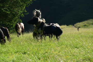 In einer Hengstherde kämpfen zwei Noriker spielerisch um die Rangordnung