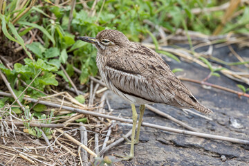 South Africa, Kruger National Park, Water Thick-knee (Burhinus vermiculatus)