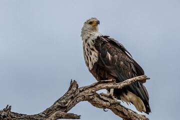 South Africa, Kruger National Park, Martial Eagle (Polemaetus bellicosus)