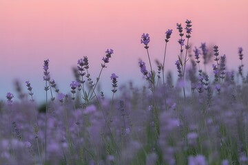 Soft Focus Lavender Field Silhouettes Against Pastel Pink and Purple Sunset Sky