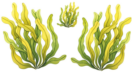 Yellow and Green Seaweed Illustration Set on Transparent Background for Marine and Oceanic Design