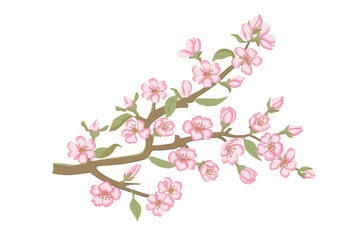Fototapeta premium Blooming Sakura Cherry Blossom Branch Vector Art