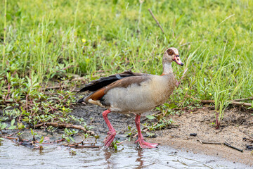 South Africa, Kruger National Park, Egyptian Goose (Alopochen aegyptiaca)