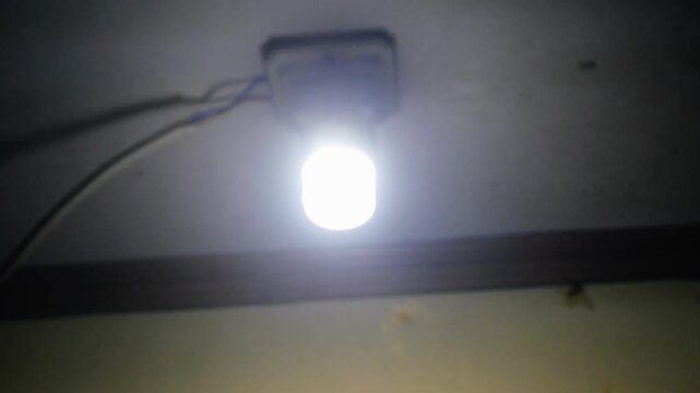 termites that swarm around the light of a lamp at night