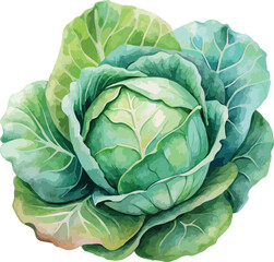 Obraz premium Green Cabbage Botanical Vegetable Vector Watercolor Illustration