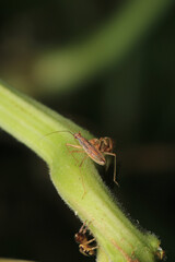 little jumping spider macro photo	