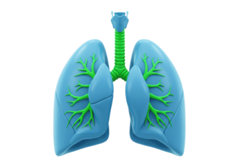 Human Lungs Anatomy Illustration Isolated on Transparent Background PNG Medical Diagram of Respiratory System Healthcare