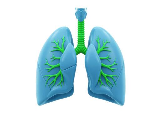 Human Lungs Anatomy Illustration Isolated on Transparent Background PNG Medical Diagram of Respiratory System Healthcare