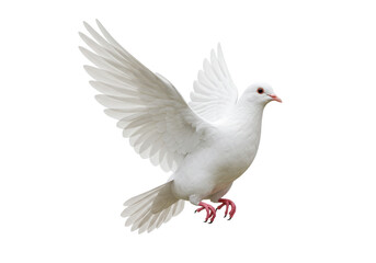 Dove PNG illustration isolated on transparent background peace symbol freedom concept hope and faith bird flying