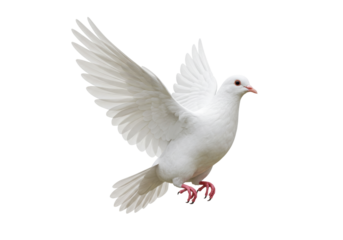 Dove PNG illustration isolated on transparent background peace symbol freedom concept hope and faith bird flying