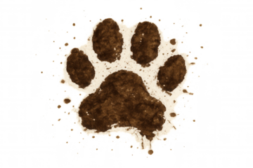 Dog paw print made of mud or dirt, brown animal footprint with texture and splash on transparent background
