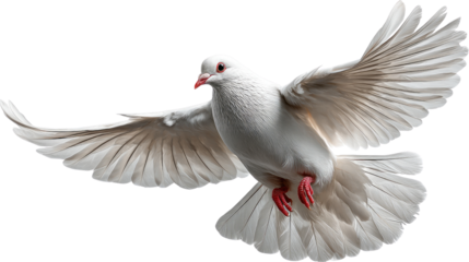 Soaring White Dove: A solitary white dove, a symbol of peace, extends its wings gracefully, flying against a clear sky, radiating serenity and freedom.