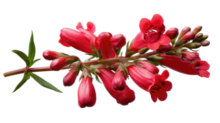 Scarlet Blooms: A cluster of vibrant, red blossoms unfurls, their delicate petals and tender stems evoking a sense of vitality.