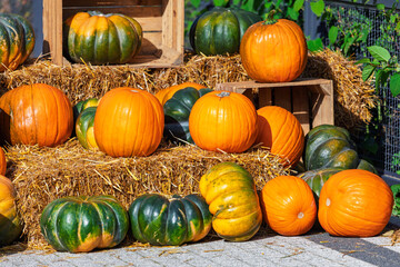 Variety of orange and green pumpkins are displayed on straw bales with wooden crates outdoors in bright sunlight. Scene captures vibrant autumn colors and a rustic harvest atmosphere