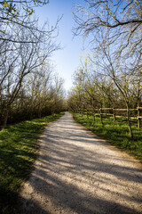 Fototapeta premium Discover a serene walking path under a clear blue sky surrounded by vibrant greenery, perfect for a peaceful escape into nature's embrace