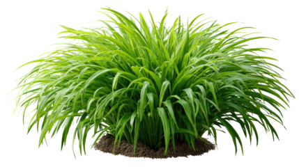 Vibrant Grass Bush in Nature: A lush, vibrant green grass bush thrives, showcasing the beauty and vitality of the natural world. Its leaves stand tall, presenting a vivid display of life. 