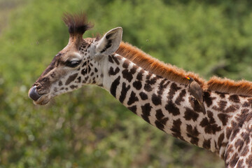 Masai Giraffe (Giraffa camelopardalis tippelskirchi)