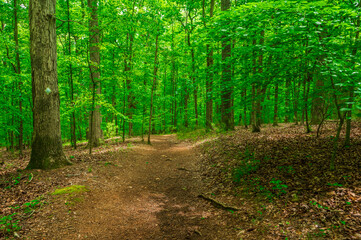Fototapeta premium Walk softly; the forest remembers every step, Sweetwater Creek State Park, Lithia Springs, Georgia, United States of America