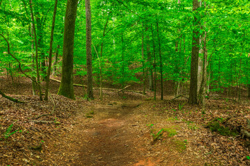 A forest path is nature’s invitation to breathe again, Sweetwater Creek State Park, Lithia Springs, Georgia, United States of America