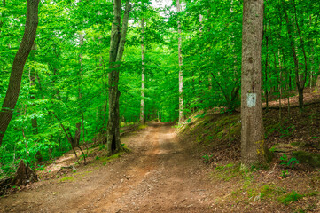 Let the trees be your guide and the breeze your companion, Sweetwater Creek State Park, Lithia Springs, Georgia, United States of America