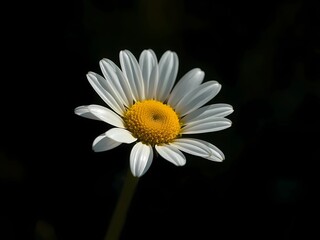 daisy flower closeup