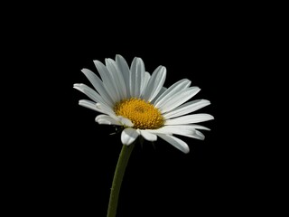 daisy on black