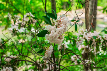 Mountain laurel magic — wild beauty on high ground, Sweetwater Creek State Park, Lithia Springs, Georgia, United States of America