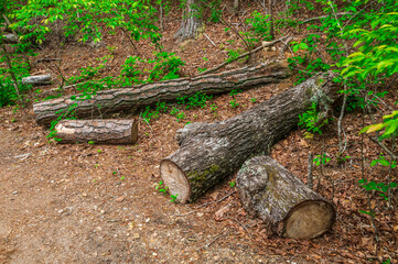 Fototapeta premium Nature’s backbone — carved by wind and time, Sweetwater Creek State Park, Lithia Springs, Georgia, United States of America