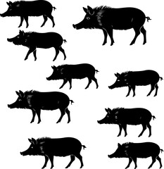 Wild Boar Silhouette Collection